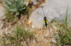 Libelloides baeticus
