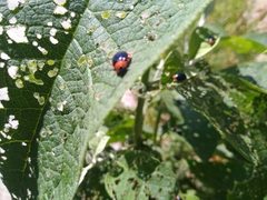 Asphaera abdominalis