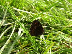 Erebia ligea