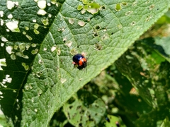 Asphaera abdominalis