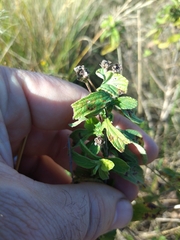 Lippia javanica