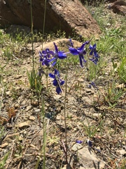 Delphinium decorum tracyi