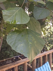 Erythrina rubrinervia