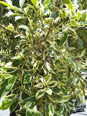Ficus retusa
