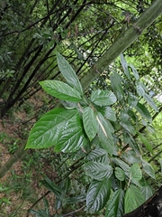 Clerodendrum cyrtophyllum