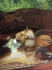 Animalia