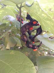 Erythrina rubrinervia