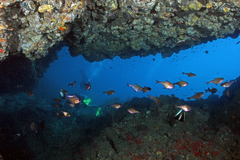 Pempheris vanicolensis