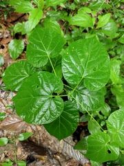 Vincetoxicum auriculatum