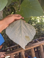 Erythrina rubrinervia