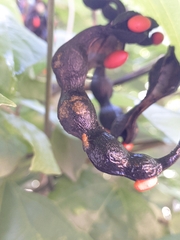 Erythrina rubrinervia