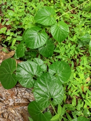 Vincetoxicum auriculatum