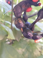 Erythrina rubrinervia