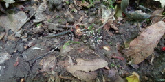 Ophiocordyceps entomorrhiza