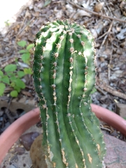 Echinopsis
