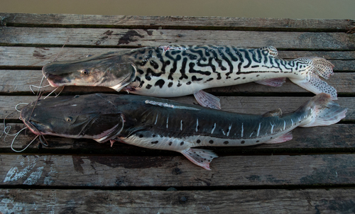 Catfish (Pseudoplatystoma tigrinum) — Pimelodidae — 2