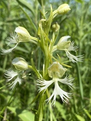 Platanthera praeclara