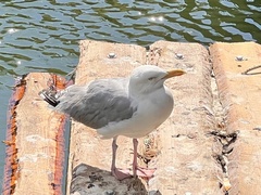Larus argentatus