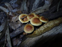 Pholiota multicingulata