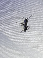 Camponotus laevigatus