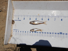 Notropis stramineus