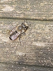Megachile ericetorum
