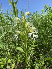 Platanthera praeclara