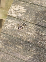 Megachile ericetorum