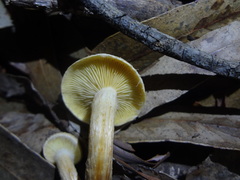 Pholiota multicingulata