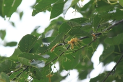 Alangium kurzii