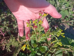 Senecio vulgaris