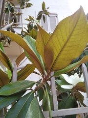 Magnolia grandiflora