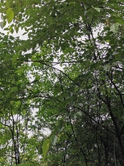 Alangium kurzii