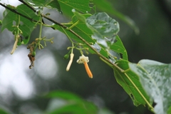 Alangium kurzii