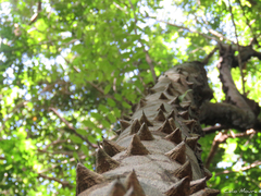 Zanthoxylum rhoifolium