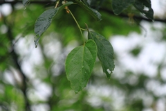 Alangium kurzii