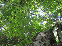 Zanthoxylum rhoifolium