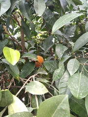 Citrus × aurantium
