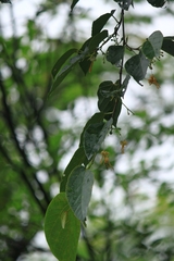 Alangium kurzii
