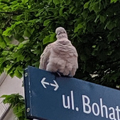 Streptopelia decaocto