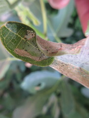 Choreutis nemorana