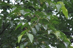 Alangium kurzii