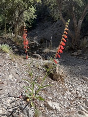 Penstemon eatonii