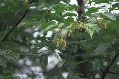 Alangium kurzii