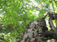 Zanthoxylum rhoifolium