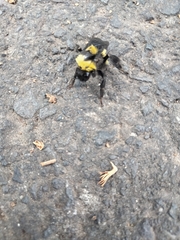 Bombus sonorus