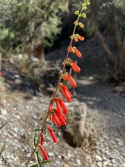Penstemon eatonii