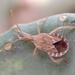 Prickly Pear Bug - Photo (c) Rick Travis, some rights reserved (CC BY-NC), uploaded by Rick Travis