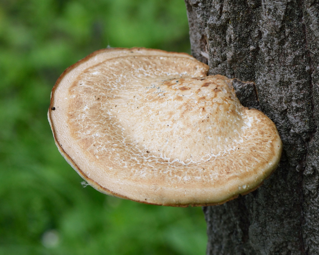 Favolus pseudobetulinus