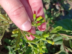 Senecio vulgaris